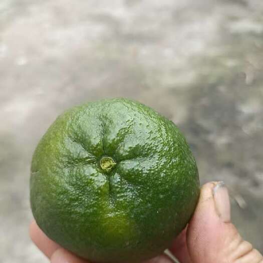资中县椪柑  塔罗科