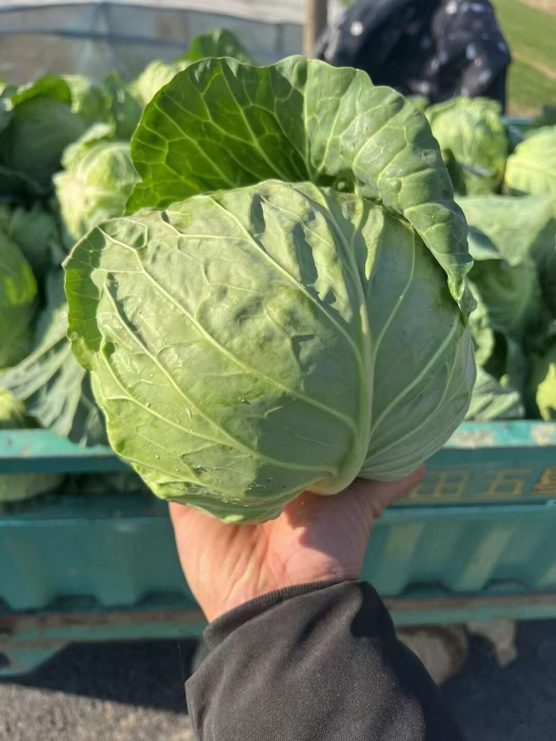 邯郸河北精品甘蓝 颜色绿 质量好，货源充足，保质保量