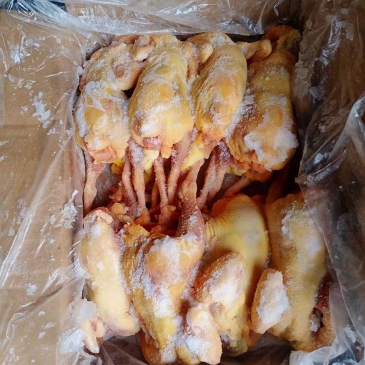 禹城市二级老母鸡  淘汰蛋鸡  土鸡