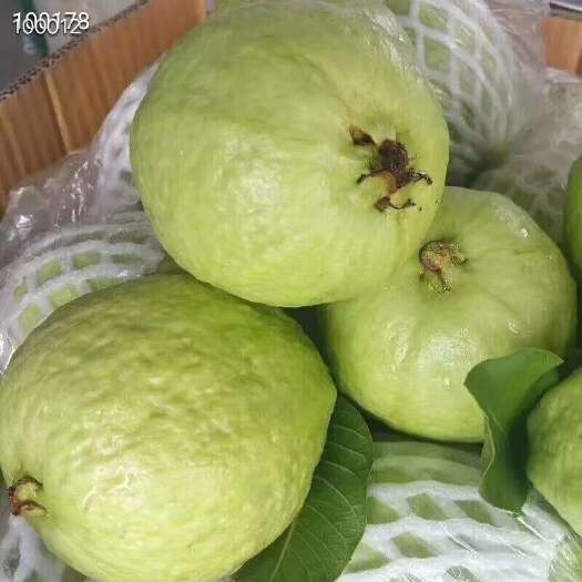 廉江市珍珠石榴，甜，脆自家果园1千亩，自产自销