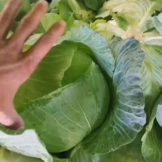 姚安县京丰一号包菜，品质优良，产地直发，欢迎订购
