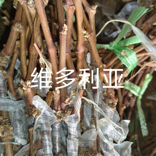 卢龙县维多利亚，早熟绿色大粒品种
