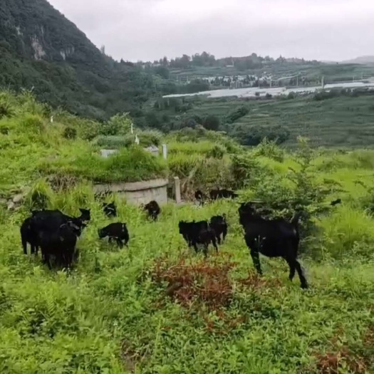 大方县本地黑山羊