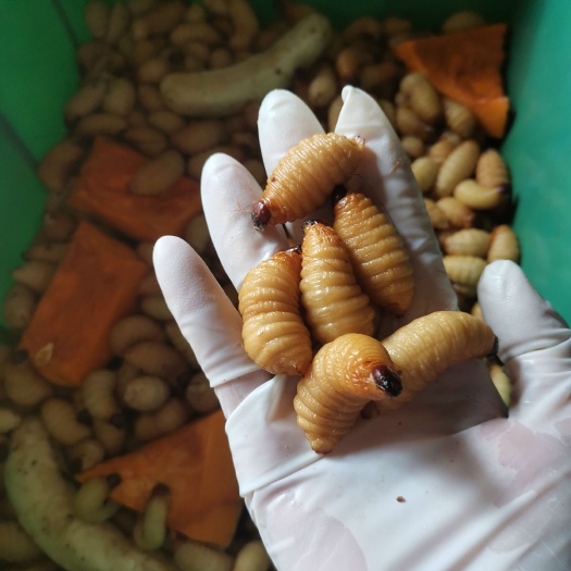 湛江高蛋白养殖竹虫竹笋虫新鲜商品虫