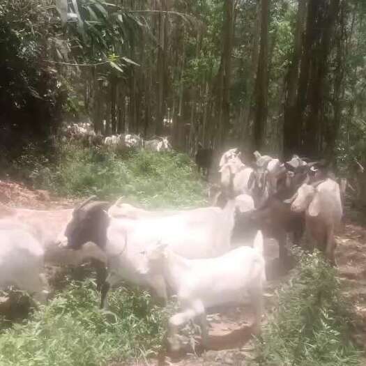 贺州本地散养山羊，专做高端！有四百多只，纯放养，欢迎来聊！