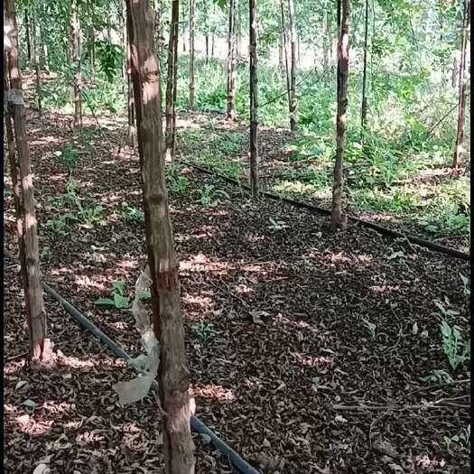 临沂蔷薇砧木（嫁接树形月季）