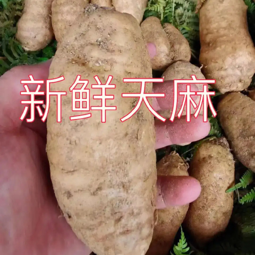 成都天麻新种植