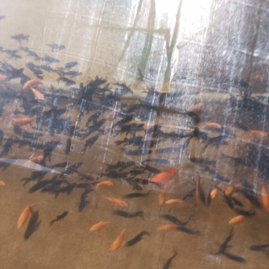 鞍山血燕鱼  