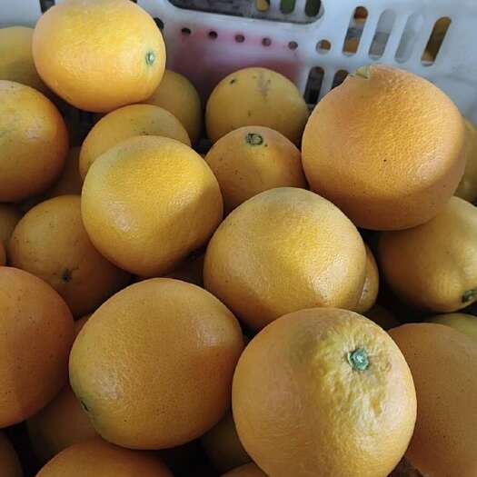 溆浦县脐橙