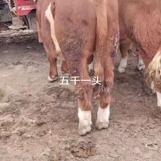 威宁县西门塔尔小公牛