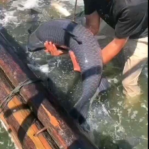 高邮市优质青鱼鱼苗大青鱼苗特大号螺丝淡水养殖，长势快，原塘口皮毛亮