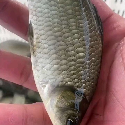 鲫鱼鱼苗白鲫鱼苗土鲫鱼苗黄金鲫中科五号工程鲫湘云鲫鱼苗高背鲫