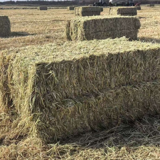 甘肃山丹军马场燕麦草批发种植面积4万亩甘肃高糖低钾燕麦草全国