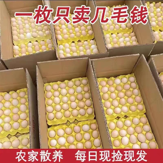 辛集市河北生鲜白壳蛋 石家庄辛集直达
