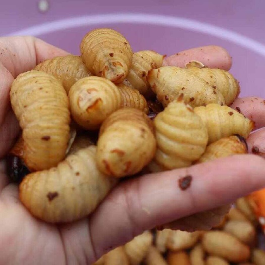 湛江新鲜高蛋白自家养殖竹虫竹笋虫