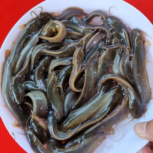 博罗县土塘虱苗