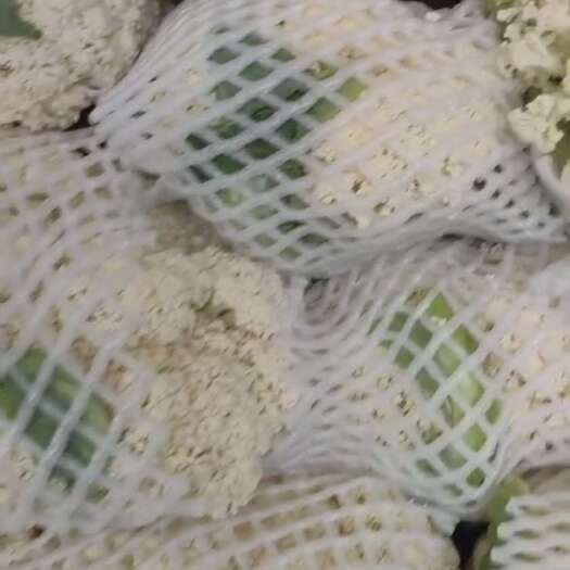 姚安县云南高脚青杆小米松花菜 产地现砍现发 一手货源