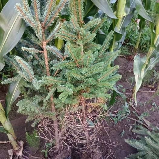 柳河县东北云杉苗。规格是裸根小苗定植苗占地苗。营养杯苗规格全