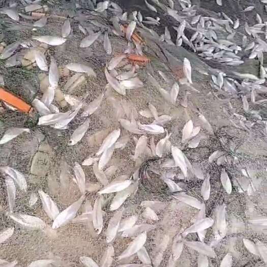 湛江小银鱼