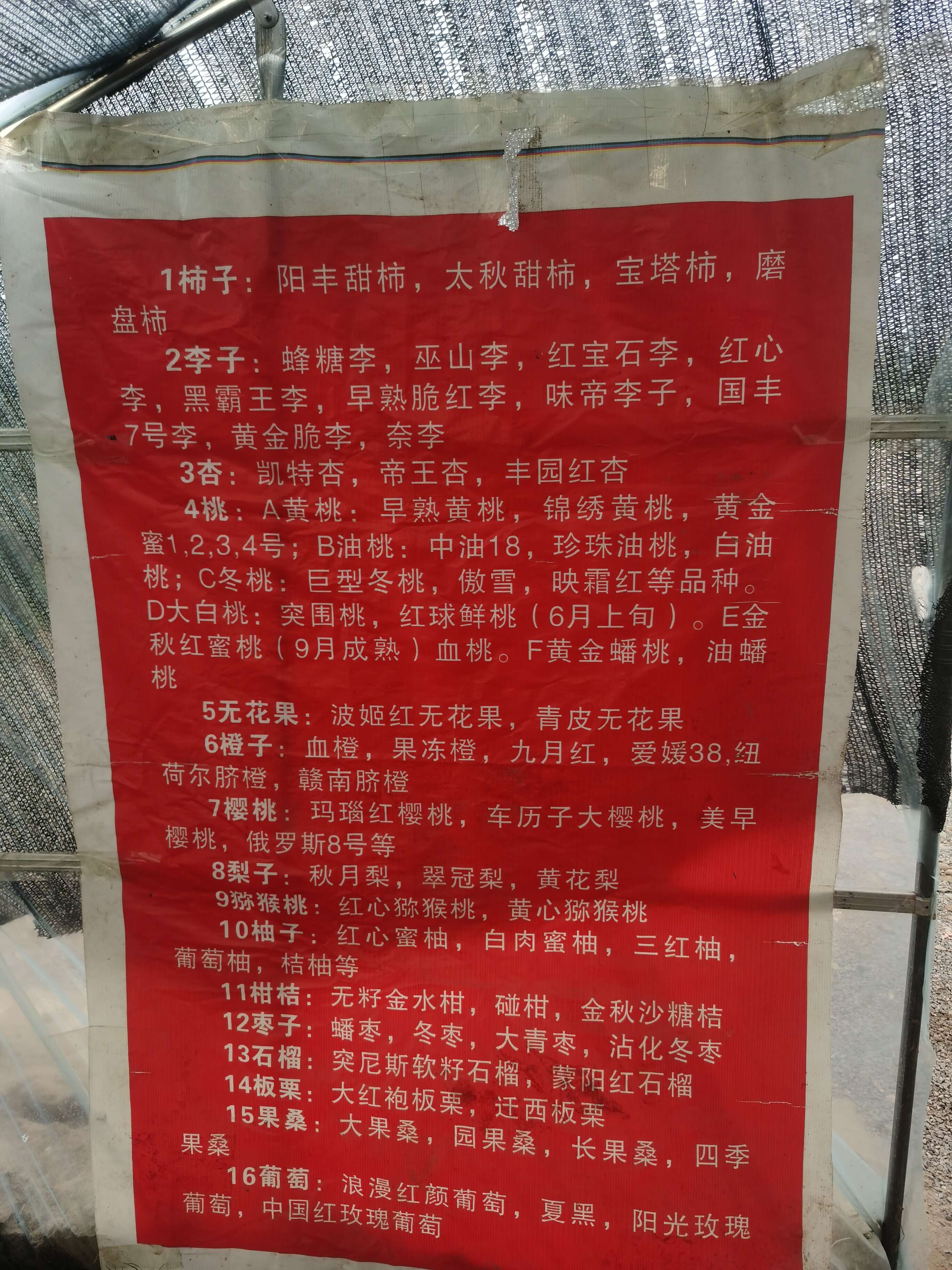 桂蓮苗木