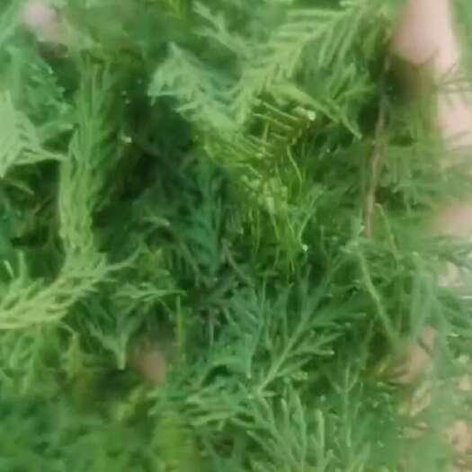 凤阳县侧柏叶