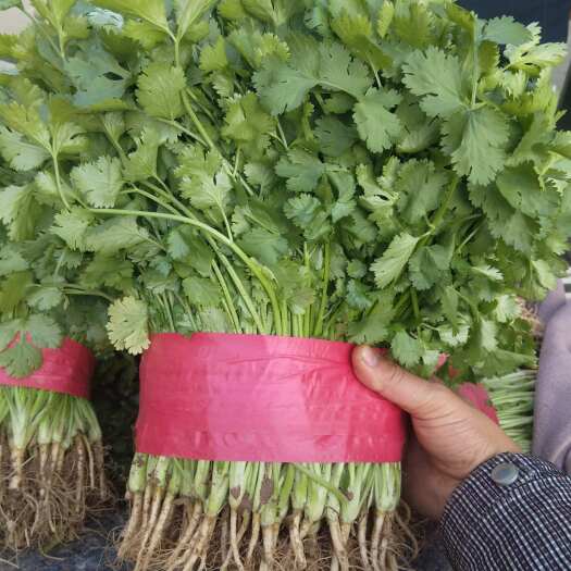 邯郸河北邯郸精品香菜，跟粗，叶面大，颜色绿，