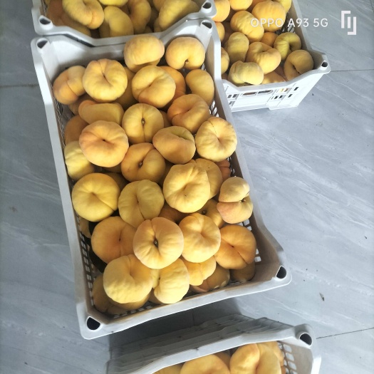 礼泉县蟠十一桃子大量现货需要价格便宜啊