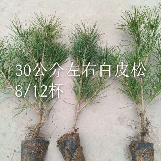 临猗县出售1-4年生8/12杯小白皮松