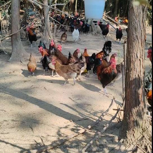 贵州本地跑山鸡