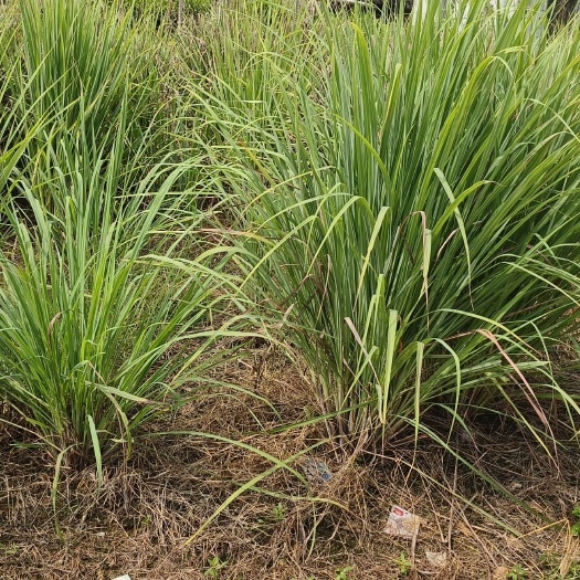 横州市香茅草香草植物香茅植物带根系发货