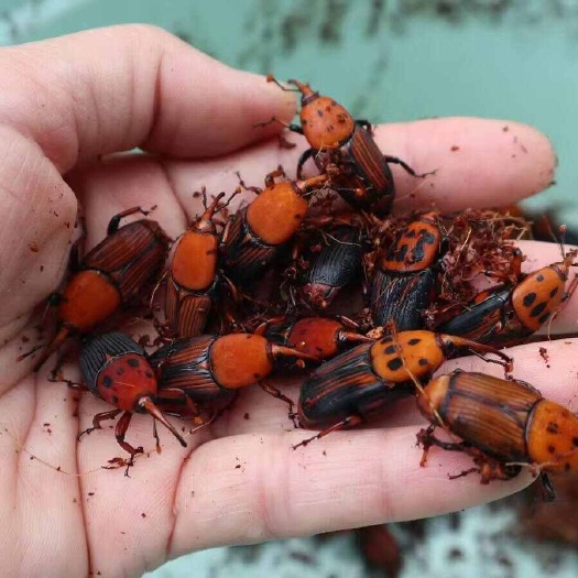 湛江竹虫虫种 种苗易养易打理