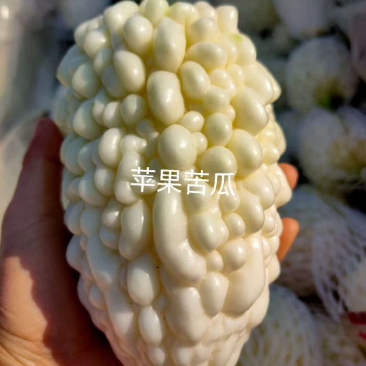 寿光市山东寿光优质苹果苦瓜新鲜上市 基地直供 白玉苦瓜