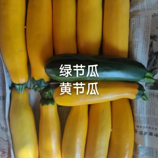 青黄节瓜新鲜香蕉西葫芦，寿光特菜