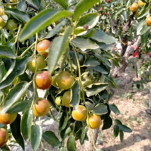 滨州冬枣新鲜直发山东省滨州市沾化区核果鲜枣果实饱满甜脆可口