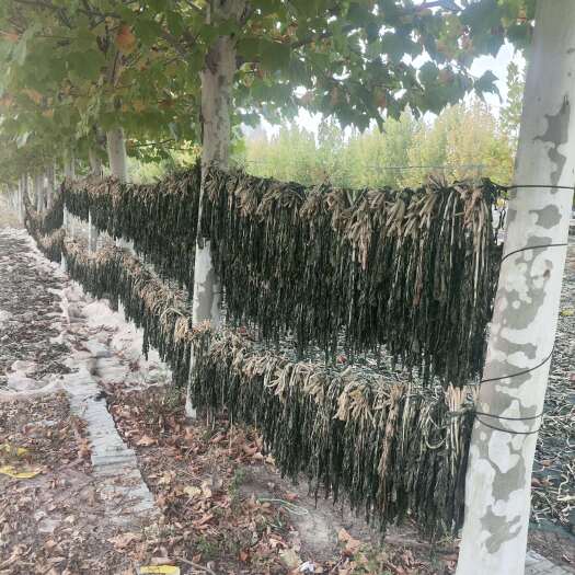 平舆县梅干菜