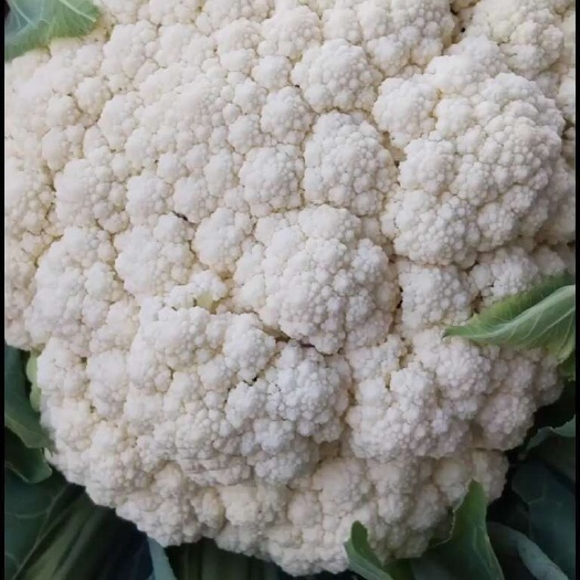 邯郸河北精品小米花菜花，青梗，课匀，卖相好，净菜