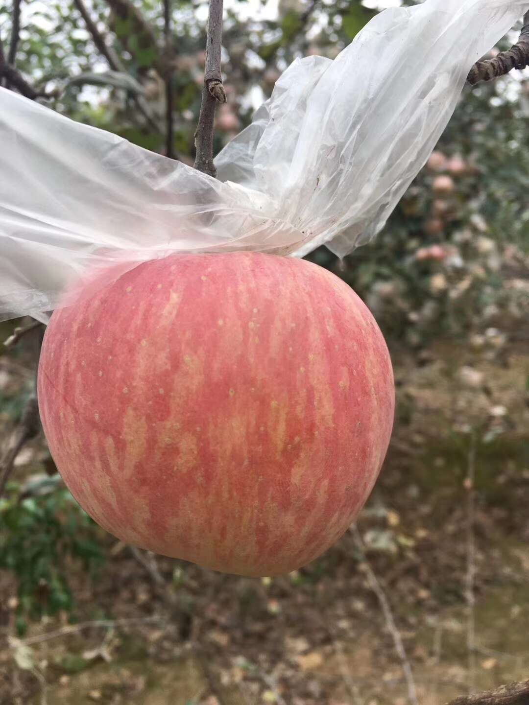 陕西省渭南市大荔县优质红富士苹果鲜香甜美