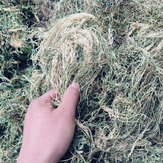 半边莲2024年产新一手货源，
