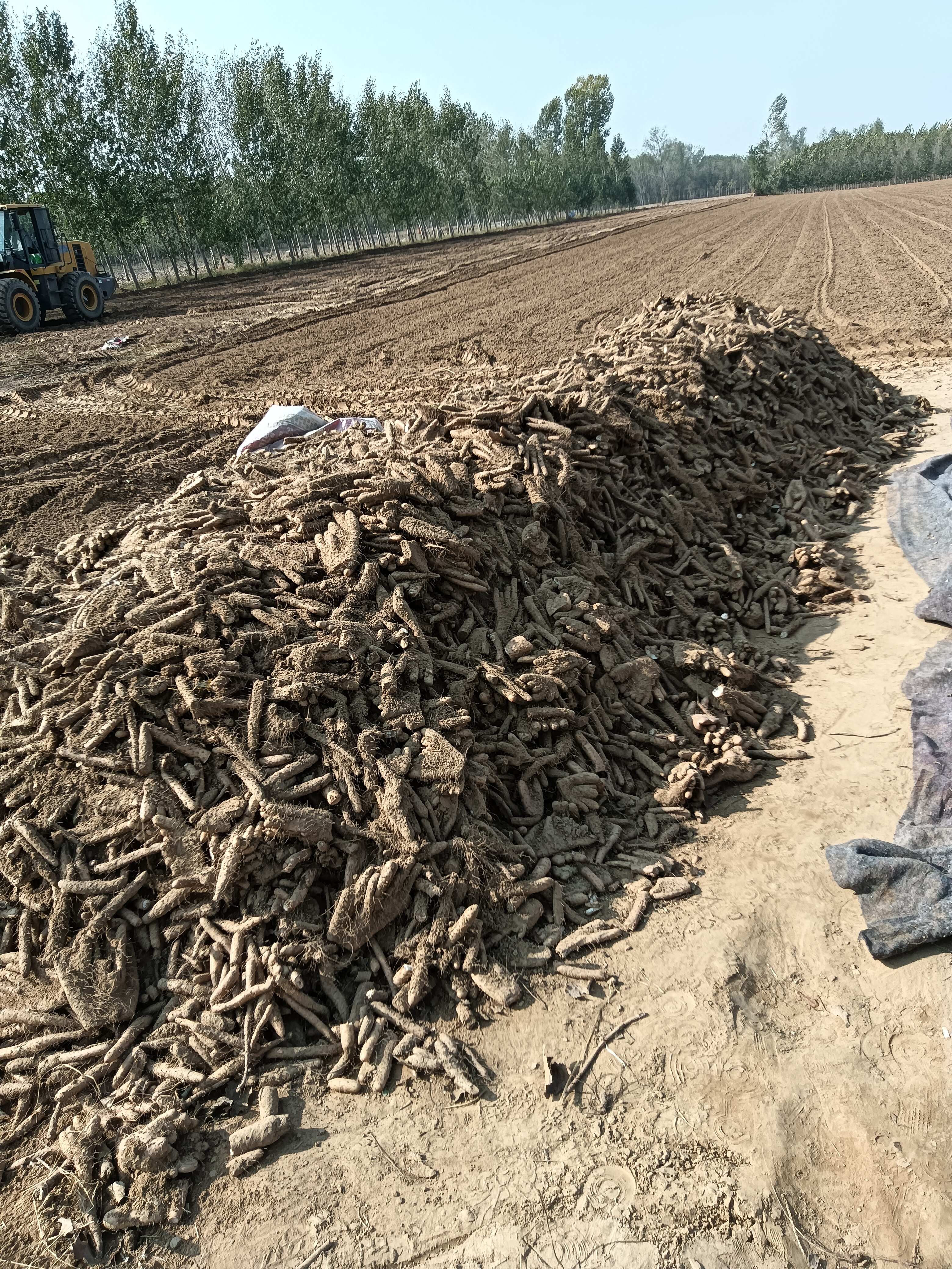 关于种植什么一亩六七十万不愁卖的农作物的信息