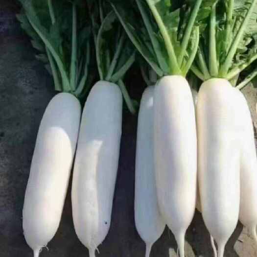 天门市白萝卜