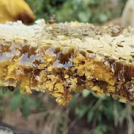 卢氏县土蜂蜜包土的