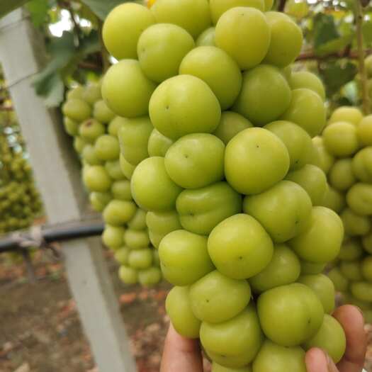 宿州阳光玫瑰大量有货冷库货