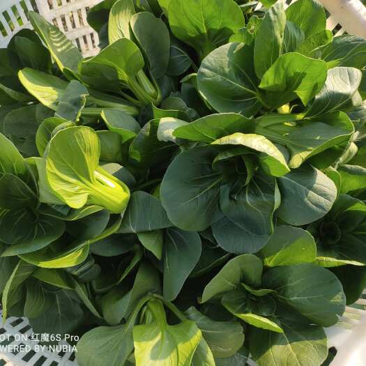 昆山市矮脚青