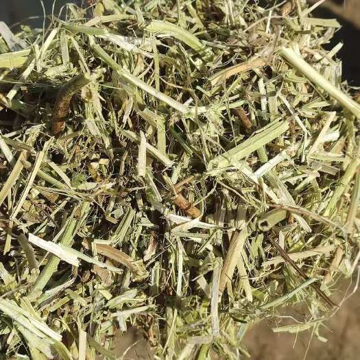 汝南县花生秧原厂直发