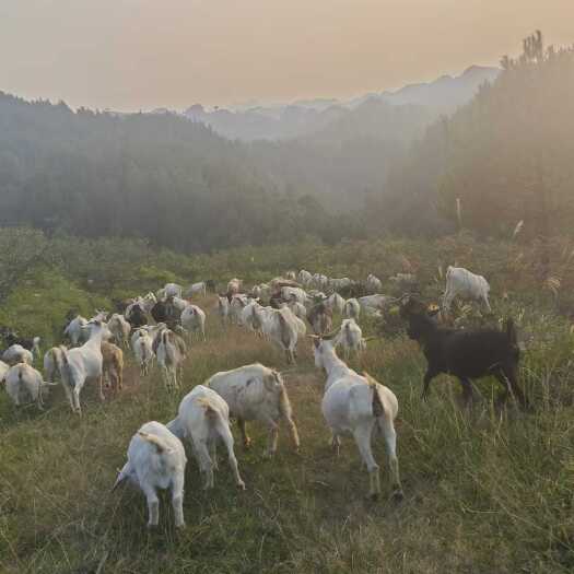 麻江县因本人家庭原因，现出售自家放养本地山羊，价格便宜，先到先得