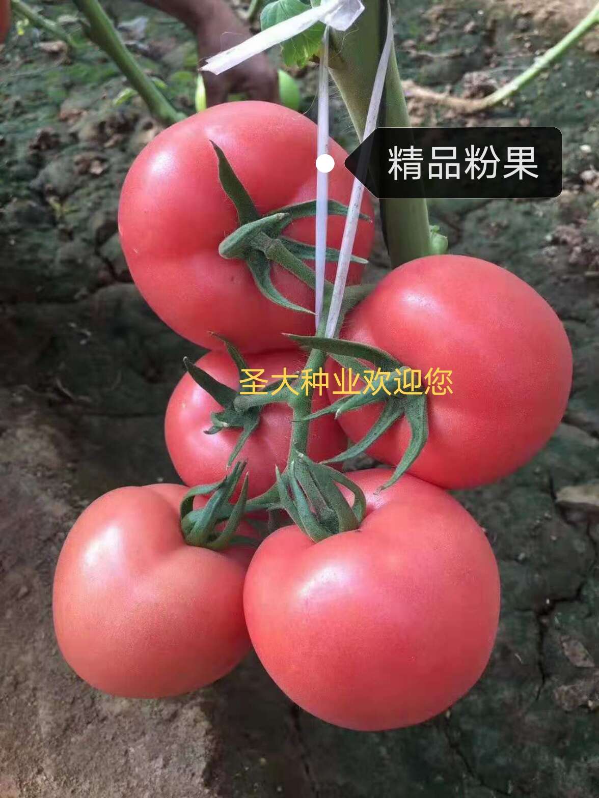壽光市圣大種業(yè)有限公司