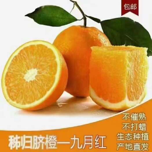秭归县秭归脐橙产地欢迎您