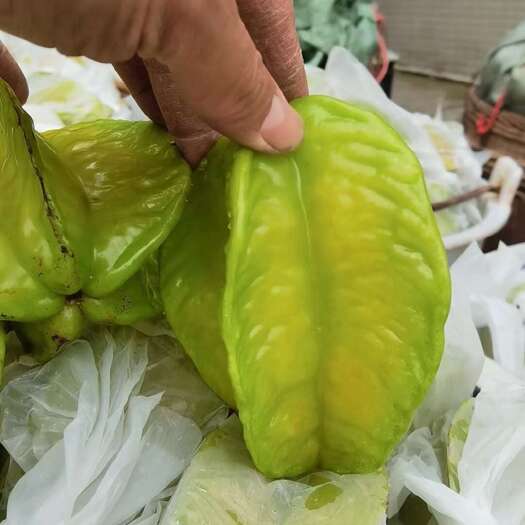 廉江市河唇甜杨桃成熟季