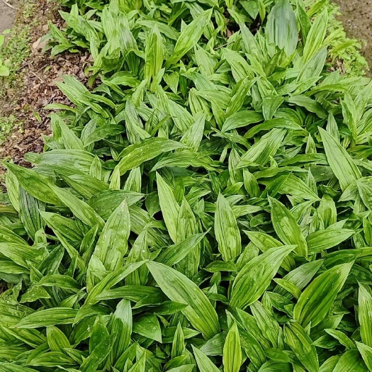 大方县纯贵州紫花毛慈菇种苗，当年苗，品种纯正，目前市场最畅销品种