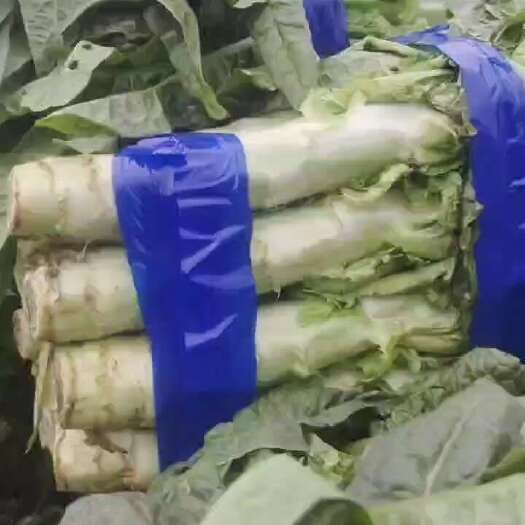 沂南县莴苣